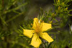 Apalachicola St. Johnswort